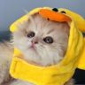 Panda不是熊猫抖音达人头像