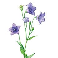 识本草抖音达人头像