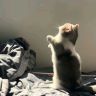 阳羊🐏（透析版）抖音达人头像