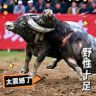 魁哥抖音达人头像