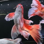 小琪蝴蝶鲤水族抖音达人头像