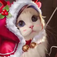 小鹏（国服貂蝉）抖音达人头像