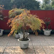 树之优庭院植物抖音达人头像