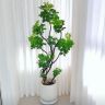 杨儿姐绿植基地【招绿植主播～】抖音达人头像