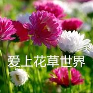 爱上花草抖音达人头像