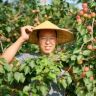 杨老六瓜果蔬菜技术分享抖音达人头像