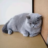 大脸猫猫抖音达人头像