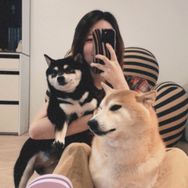 柴犬火锅底料抖音达人头像