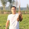 邻夫铁棍怀山药抖音达人头像