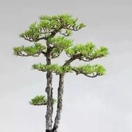 太子盆景园抖音达人头像