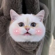 柠檬茶有只猫抖音达人头像