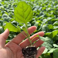 寿光杰文种苗基地抖音号头像