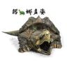 101dd鳄娜多姿（最最龟龟）抖音达人头像