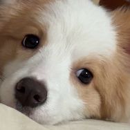 🐶爱吃榴莲的足金(金金）✨抖音达人头像