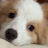 🐶爱吃榴莲的足金(金金）✨抖音达人头像