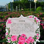 平阴万亩玫瑰园基地抖音达人头像