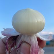 云鲜果蔬【紫皮独头蒜】抖音达人头像