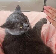 萌猫宝哥哥抖音达人头像
