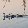 悦水养生抖音达人头像