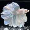 阿燃水族抖音达人头像