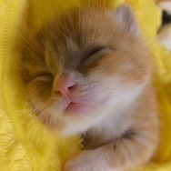 爱猫的大壮抖音达人头像