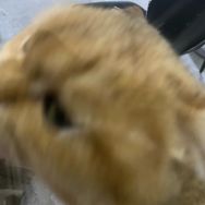 杜憨憨抖音达人头像