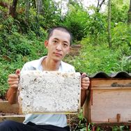 古木参天养蜂课堂（大号）抖音达人头像