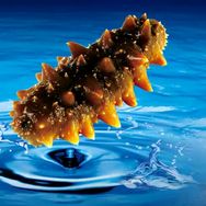 大连娜姐海参抖音号头像