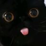 盒子里的猫太太抖音达人头像