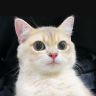 一只钝钝🐱抖音达人头像