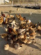 今源生鲜农场抖音号头像