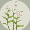识本草抖音达人头像
