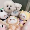 五只小白熊抖音达人头像