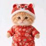橘猫江胖胖抖音达人头像