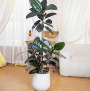 暖臻绿植基地抖音达人头像