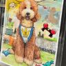 宠趣犬舍-巨贵家园抖音达人头像