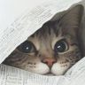 麟的猫抖音达人头像