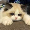 憨憨猪大虫🐯抖音达人头像