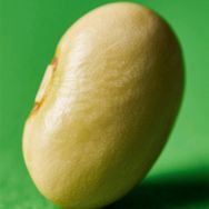 能豆子抖音达人头像