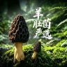 羊肚菌专场抖音达人头像