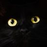 黑猫电影抖音达人头像