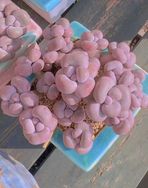 珍珍多肉【美人系 缀化】抖音号头像