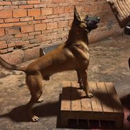 绿眼睛全能型马犬主号抖音达人头像