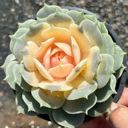 样样好园艺抖音号头像