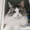 猫咪可爱视频抖音达人头像