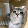 猫砂老弟抖音达人头像