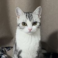 咪啦小王抖音达人头像