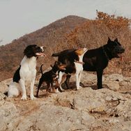 李小布和狗抖音达人头像