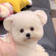 小熊尤妮Uny抖音达人头像