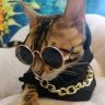 猫大G抖音达人头像